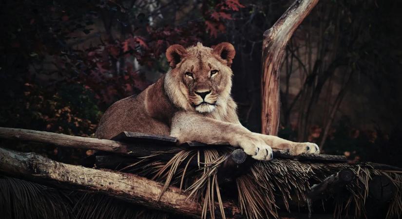 Bejelentette az állatkert: végzetes tragédia történt az oroszlánok kifutójában