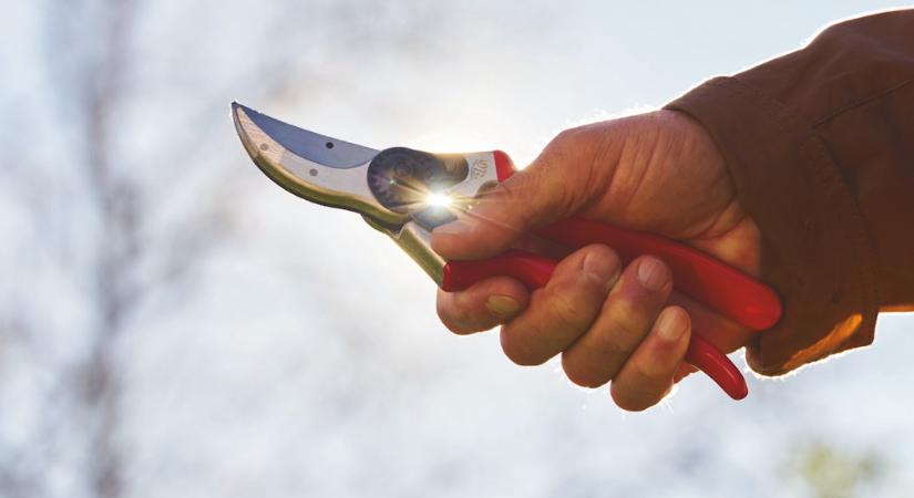 A metszőolló télen sem szeret tétlenkedni – mit vághatsz most és mit hagyj békén?