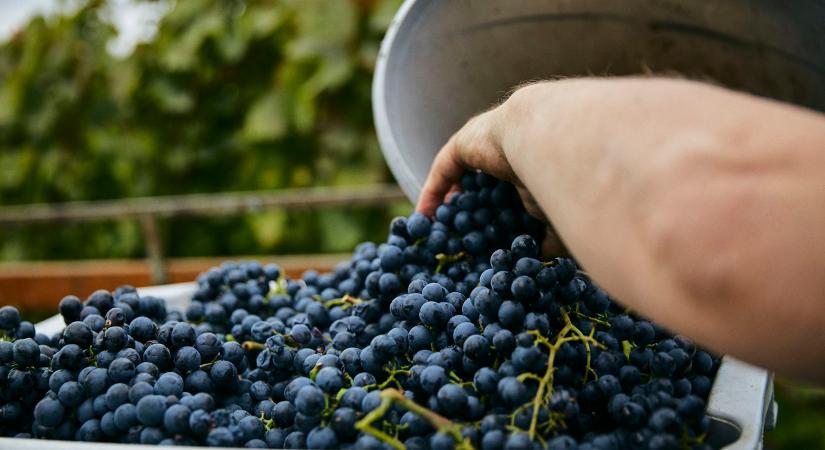 Karácsonyi borajánló: Centurio Liberty 2024 – Ünnepi vörös, amely összeköti az asztalt