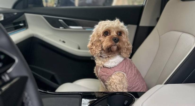 JAECOO 5 – Az SUV, ami végre komolyan veszi a kutyás családokat