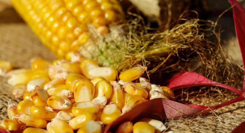 Drágult a kukorica az erős exportértékesítési adatok hírére