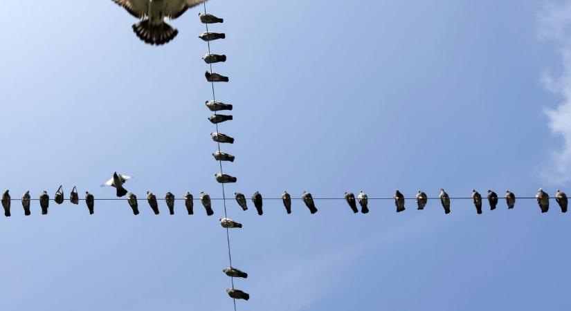 Piros? Fehér? Ezek az autószínek járnak legrosszabbul az 1000 sofőr megkérdezésével készített madárürülék-jelentés szerint