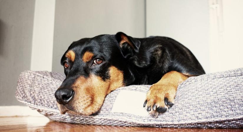 Jön az ebadó egy hazai városban januártól, ennyi településen vezették be eddig