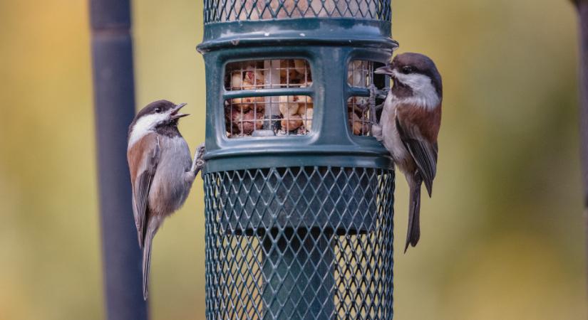 December a kertben: most is vannak tennivalók