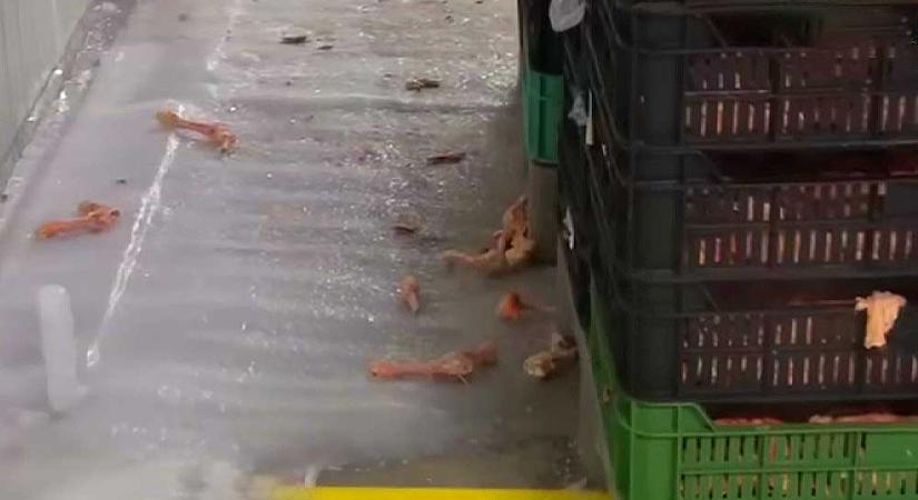 Újra lecsapott a Néhib a gyrososokra: hányingert keltő állapotok uralkodtak az üzemekben, 25 helyet zártak be