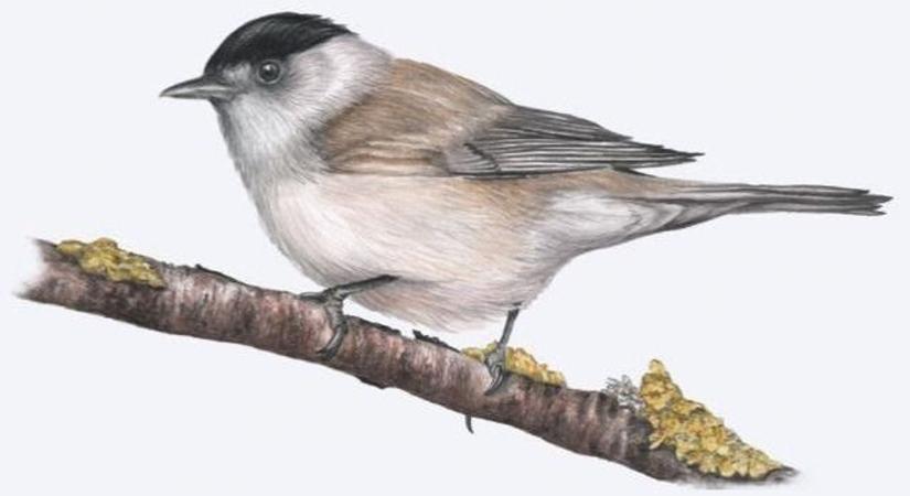 Ismeretterjesztés felsőfokon: mindent a téli madáretetésről