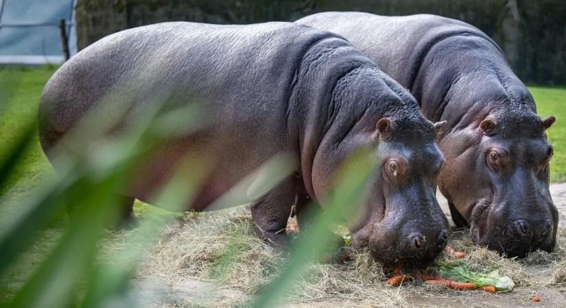 Elképesztő, vízilovak bénítják meg egy afrikai város utcáit – videó