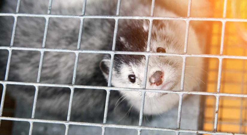 Várhelyi Olivér uniós állatjóléti biztostól várnak határozott fellépést az állatvédők