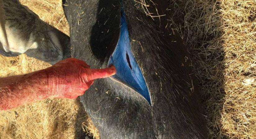 Ijesztő változás, neonkék lett a vaddisznók húsa