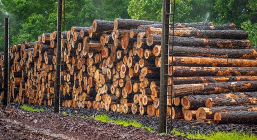 Egyéves halasztást javasol az EP az EUDR rendelet alkalmazására