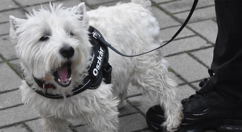 Menhelyeket támogat a szépségversenyen nyert díjából Debrecen kutyafluenszere