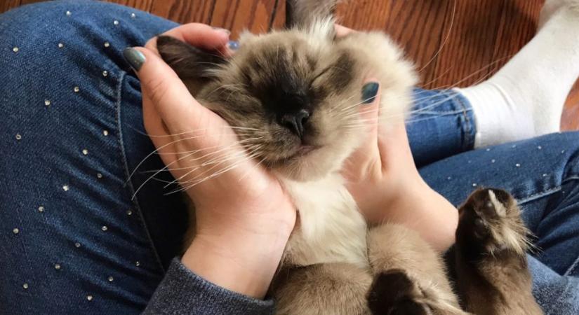 7 ok, amiért érdemes ragdollt választanod