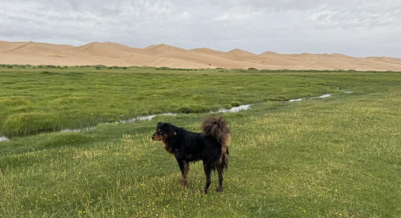 Szigethalmon tényleg lesz kutyaadó