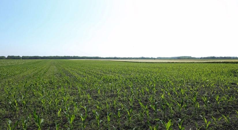 Hevesi rekord: soha ennyi bajszos kis földműves nem került vissza a természetbe