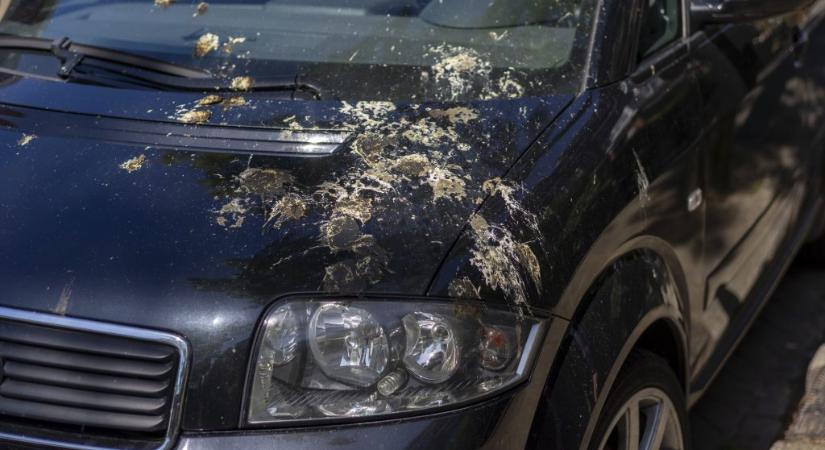 Kiderült, milyen színű kocsikat tojnak le legszívesebben a madarak