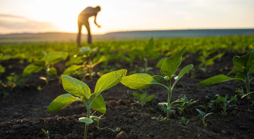 Lépnek a magyar gazdák: már több százezer hektáron termelnek így