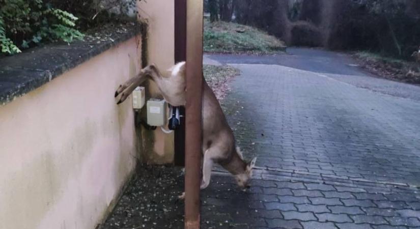 Beszorult őzet mentettek Sopron környékén