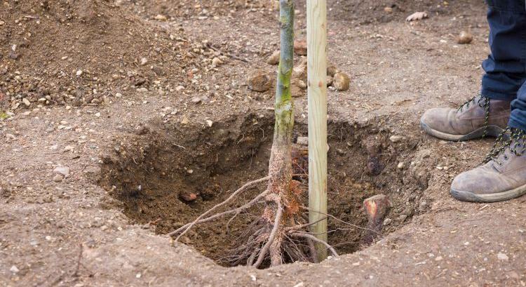 Biztosan jót ültetett, megered a szaporítóanyag?