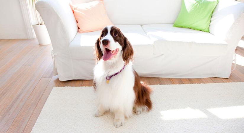 Nincs mit tenni: ha te is itt élsz, jövőre már ebadót kell fizetned - íme a pontos összeg