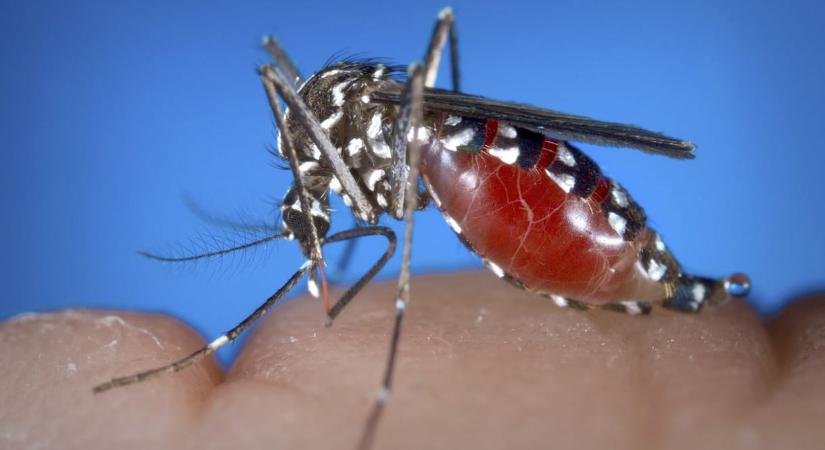 Ha Magyarországra jössz, tiszteletben kell tartanod a szúnyogainkat!