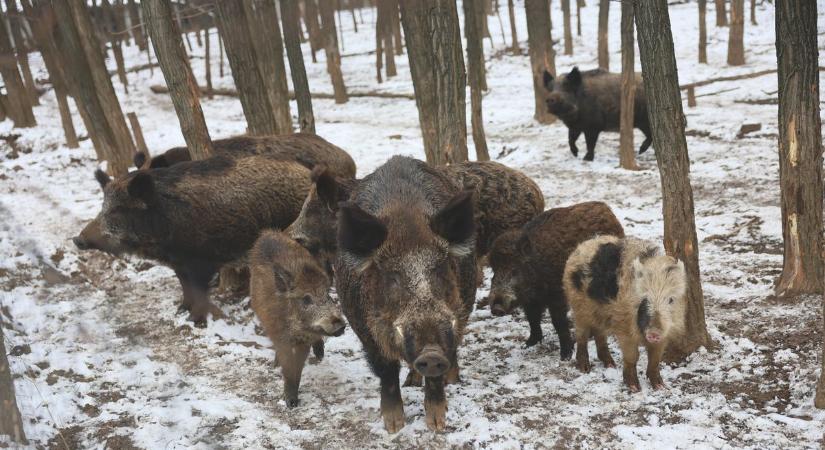 Túrázók, figyelem! Január végéig korlátozások az erdőkben