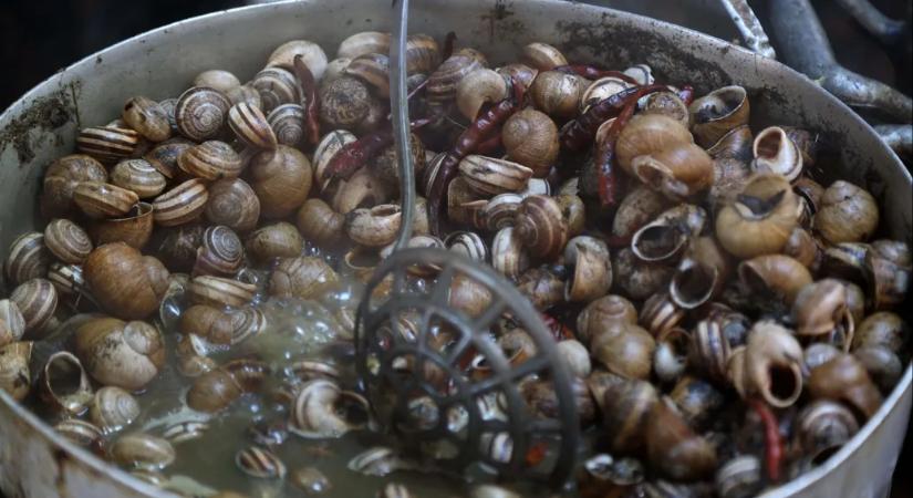 Az évszázad csigarablása: több mint 32 millió forintnyi éticsigát loptak el egy francia tenyésztőtől