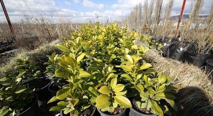 A pécsiek ingyen juthatnak növényekhez a Városi Csemetekertben