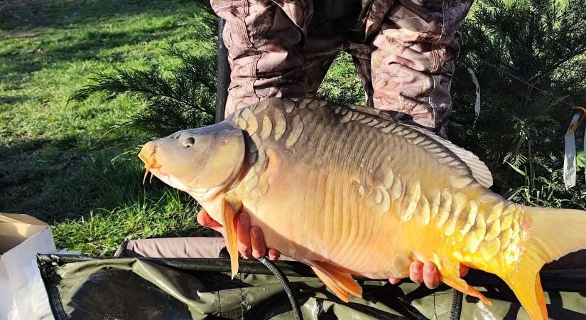 Egy zalai horgásztó közel egy tonna hallal gazdagodott