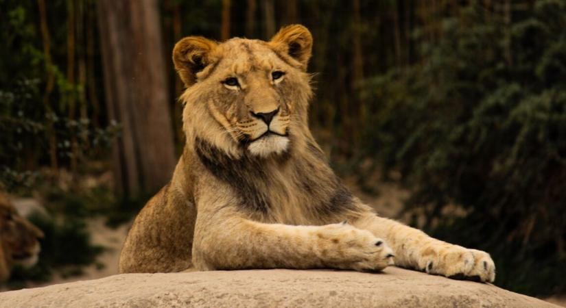 Oroszlántámadásban meghalt egy 19 éves fiatal az állatkertben – átmászott a falon az állathoz