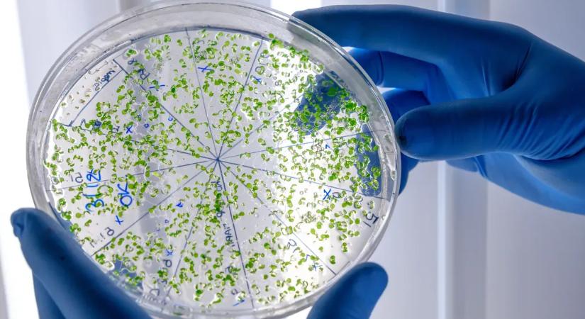 Vigyázat: veszélyes baktériummal fertőzött élelmiszereket hívnak vissza hazai üzletekből