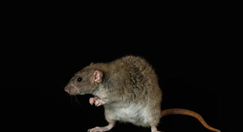 Élő patkányokból készült ruhában lépett a vörös szőnyegre – VIDEÓ