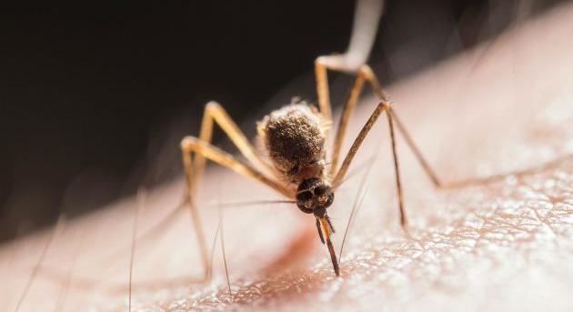 Nem örülhetnek a kanadai szúnyogok a 3D-nyomtatás fejlődésének