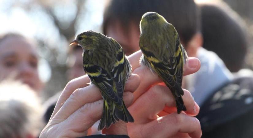 Lakossági madárszámlálás indul a lakosság bevonásával