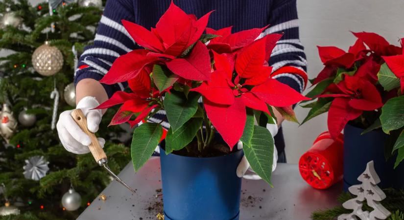 A karácsonyi kedvenc tele lesz virágokkal: így gondozd a mikulásvirágot