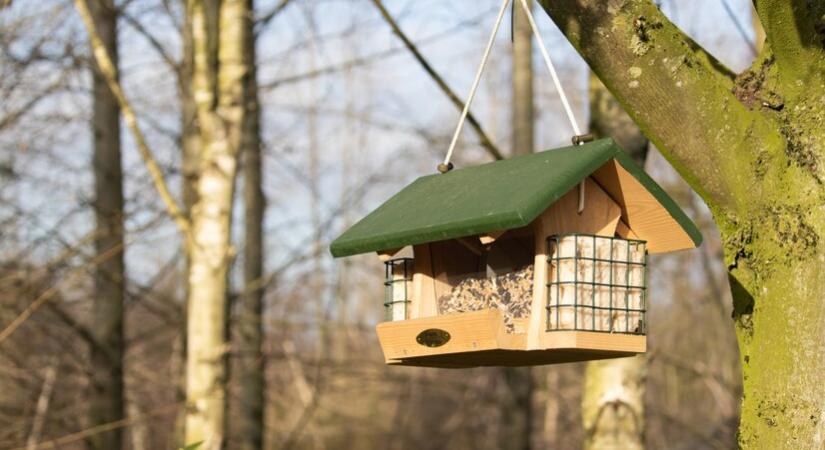 Ismét lakossági madárszámlálás indul a lakosság bevonásával
