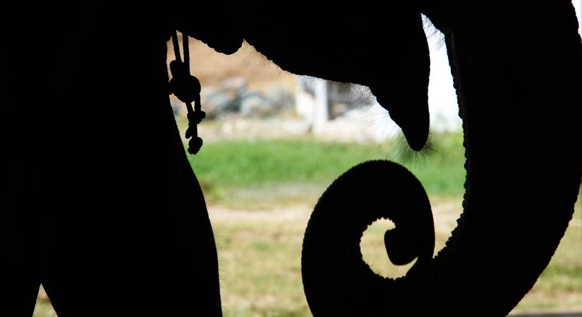 Több ezer „elveszett” elefántra bukkantak Afrikában