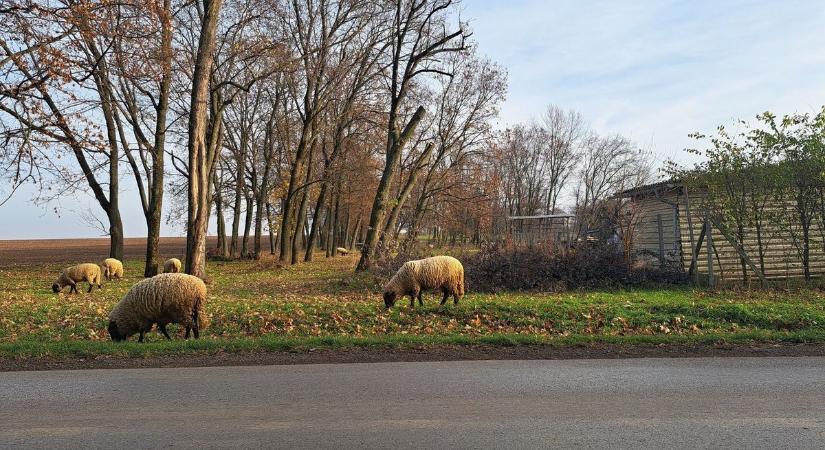 Balesetveszély a forgalmas baranyai útszakaszon, egy halom jószág legelészik az útszélén (FOTÓK)