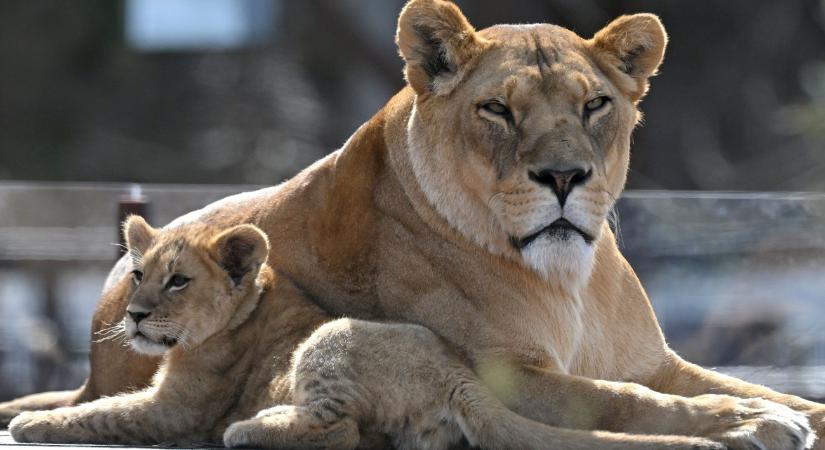 Bemászott az oroszlánok közé, tragédia lett belőle