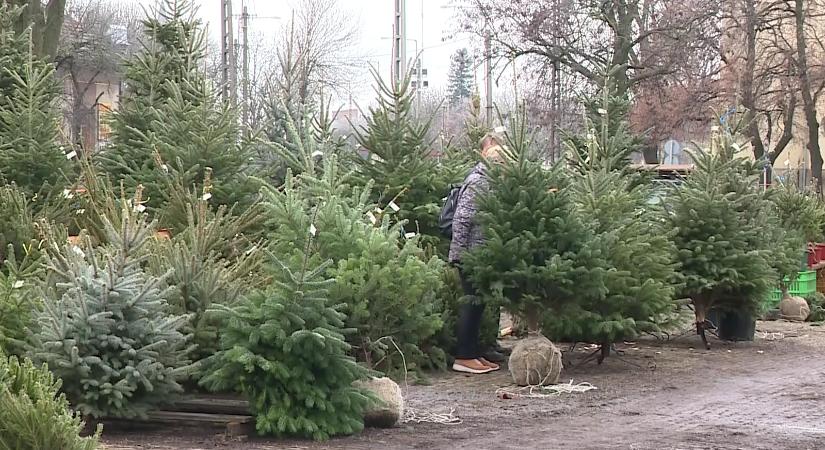 Adventi vásárokat, fenyőfa árusítókat fog ellenőrizni a NAV