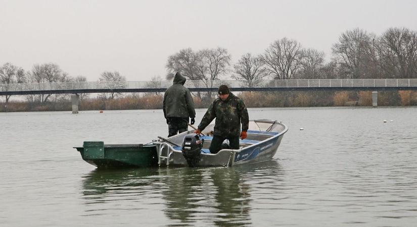 Jelentős a törpeharcsa állomány, több ezer kilogrammot fogtak ki Csongrád-Csanád vizeiből