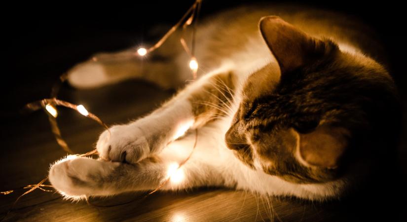 MacsKarácsony a Puha Praclikért