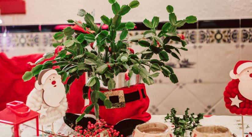 Miért nem virágzik a karácsonyi kaktusz? – Ezek a leggyakoribb hibák