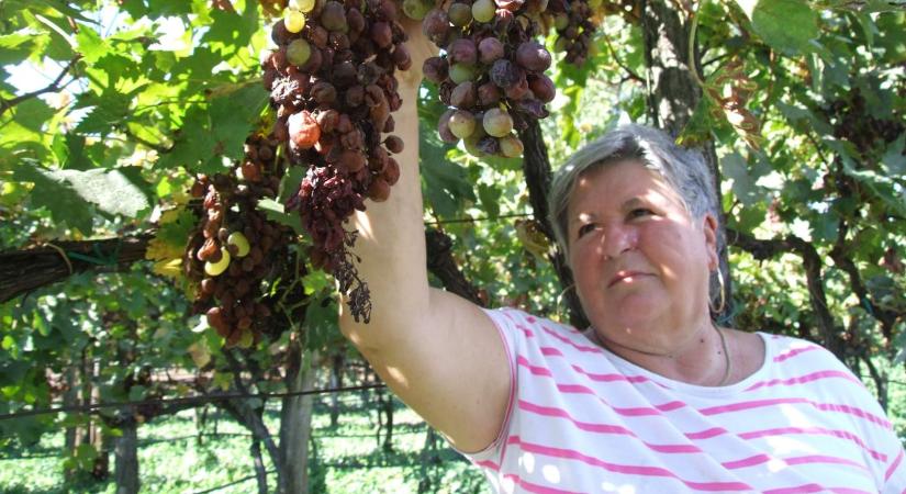 Milliárdos mentőcsomag a magyar szőlők védelmére – megállíthatatlanul terjed a pusztító betegség