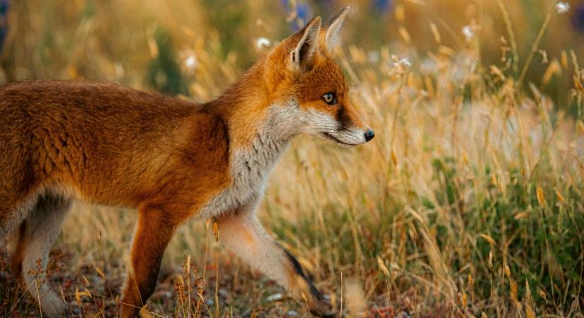 Aranyos vagy veszélyes? – Amit a vörös rókáról tényleg tudni érdemes