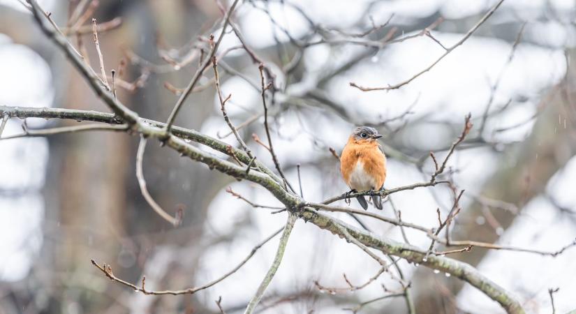 Borult, párás kedd: többfelé ónos szitálásra is készülni kell
