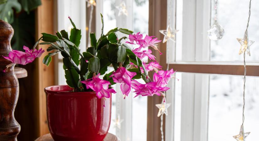 Hat csodaszép szobanövény az ünnepi időszakra