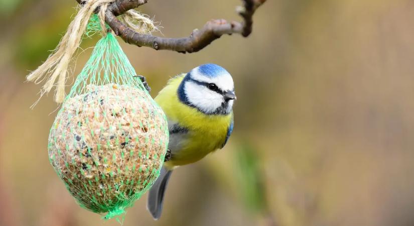 Hogyan etessük télen a madarakat – és mi az, ami valóban segít nekik túlélni a fagyokat?