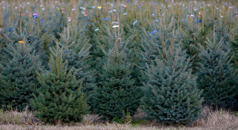 Szakértők az idei fenyőfakínálatról: nagy a kínálat, emelkedtek az árak