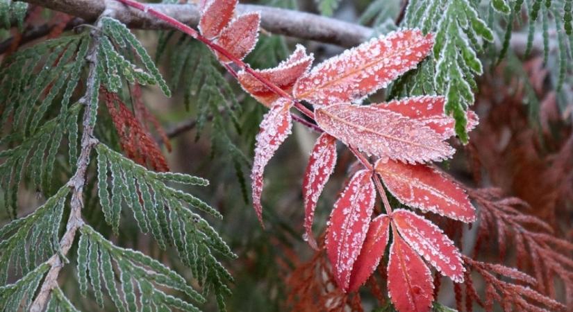 Legfontosabb decemberi kerti munkák – így készítsd fel a kertet a télre
