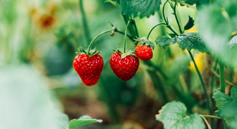 Ilyen import szamócával van tele sok piac: nem is hinnéd, honnan jön